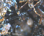 Eifel Mineralien Münsterbusch Stolberg Hypersthen