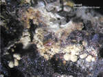 Eifel Mineralien Münsterbusch Stolberg Jarosit