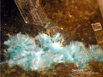 Eifel Mineralien Münsterbusch Stolberg Serpierit