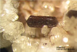 Eifel Mineralien Niveligsberg Amphibol