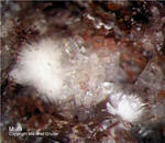 Eifel Mineralien Niveligsberg Mullit