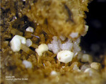 Eifel Mineralien Niveligsberg Sodalith