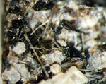 Eifel Mineralien Rother Kopf Apatit Fluorapatit