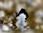 Eifel Mineralien Wingertsberg Haematit