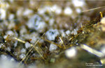 Eifel Mineralien Wingertsberg Pyroxen