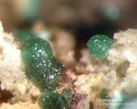 Griechenland Lavrion Mineralien Christiana Cuproadamin