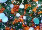 Griechenland Lavrion Mineralien Christiana Cuproadamin