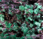 Griechenland Lavrion Mineralien Christiana Cuproadamin