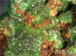 Griechenland Lavrion Mineralien Christiana Cuproadamin