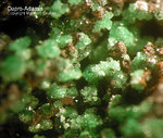 Griechenland Lavrion Mineralien Christiana Cuproadamin