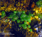 Griechenland Lavrion Mineralien Christiana Cuproadamin