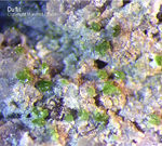 Odenwald Mineralien Reichenbach 14.0 Duftit