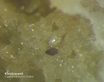 Odenwald Mineralien Reichenbach 14.0 Klinobisvanit