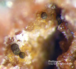 Odenwald Mineralien Reichenbach 14.0 Petitjeanit