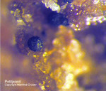 Odenwald Mineralien Reichenbach 14.0 Petitjeanit