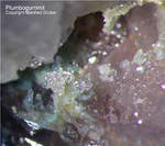 Odenwald Mineralien Reichenbach 14.0 Plumbogummit