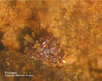 Odenwald Mineralien Reichenbach 14.0 Pucherit
