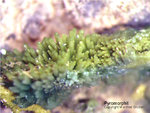 Odenwald Mineralien Reichenbach 14.0 Pyromorphit