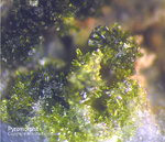 Odenwald Mineralien Reichenbach 14.0 Pyromorphit