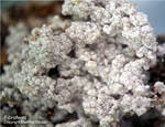 Griechenland Lavrion Mineralien Christiana Fibroferrit