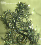 Griechenland Lavrion Mineralien Plaka Silber
