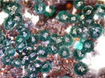 Griechenland Mineralien Christiana Adamin-Cu