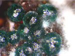 Griechenland Mineralien Christiana Adamin-Cu