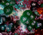 Griechenland Mineralien Christiana Adamin-Cu