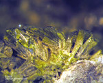 Harz Mineralien Gabbro Epidot