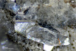 Harz Mineralien Gabbro Heulandit