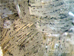 Harz Mineralien Gabbro Prehnit