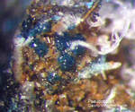 Harz Mineralien Juliushütte Astfeld Pseudoboleit