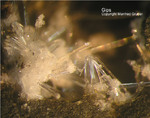 Harz Mineralien Kartoffelacker Gips