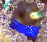 Harz Mineralien Schlackental Linarit