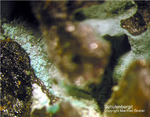 Harz Mineralien Schlackental Schulenbergit