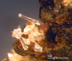 Harz Mineralien Frau Sophienhütte Langelsheim Gips