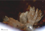 Harz Mineralien Frau Sophienhütte Langelsheim Gips