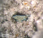 Eifel Mineralien Niveligsberg Haematit