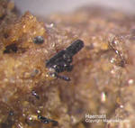 Eifel Mineralien Niveligsberg Haematit