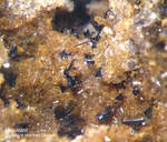 Eifel Mineralien Niveligsberg Haematit