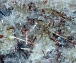 Mineralien Eifel Emmelberg Mangani-Obertiit