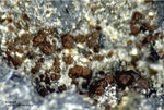 Eifel Mineralien Wingertsberg Andradit