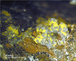 Odenwald Mineralien Reichenbach 16.1 Calcedon