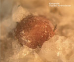 Odenwald Mineralien Reichenbach 16.1 Almandin