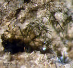 Mineralien Eifel Bellerberg Ägirinaugit