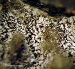 Mineralien Eifel Bellerberg Aragonit