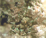 Mineralien Mansfelder Revier Kupferkammerhütte Hettstedt Atacamit