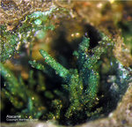 Mineralien Mansfelder Revier Kupferkammerhütte Hettstedt Atacamit