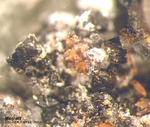 Mineralien Mansfelder Revier Kupferkammerhütte Hettstedt Magnetit