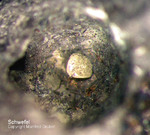 Mineralien Mansfelder Revier Kupferkammerhütte Hettstedt Schwefel